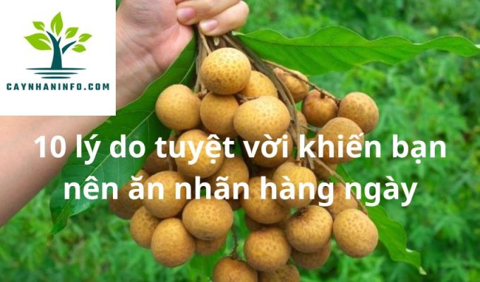 10 lý do tuyệt vời khiến bạn nên ăn nhãn hàng ngày