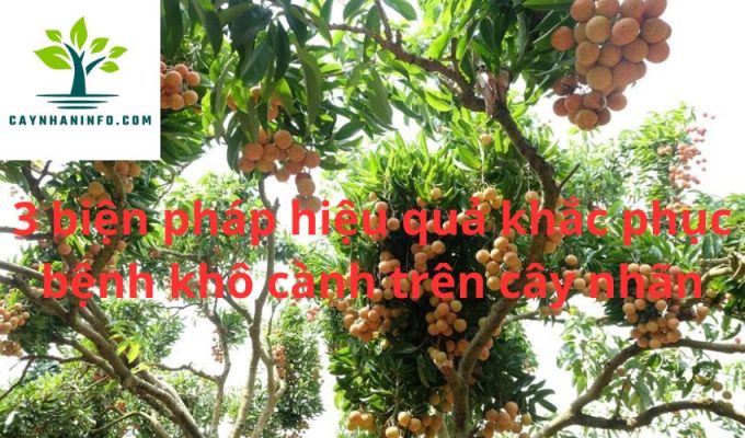 3 biện pháp hiệu quả khắc phục bệnh khô cành trên cây nhãn