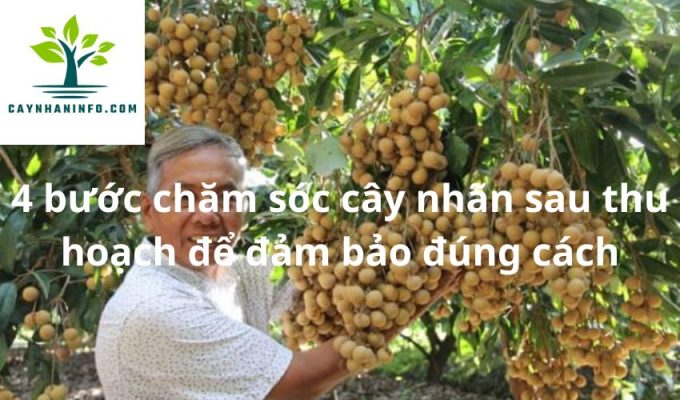 4 bước chăm sóc cây nhãn sau thu hoạch để đảm bảo đúng cách