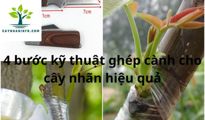 4 bước kỹ thuật ghép cành cho cây nhãn hiệu quả