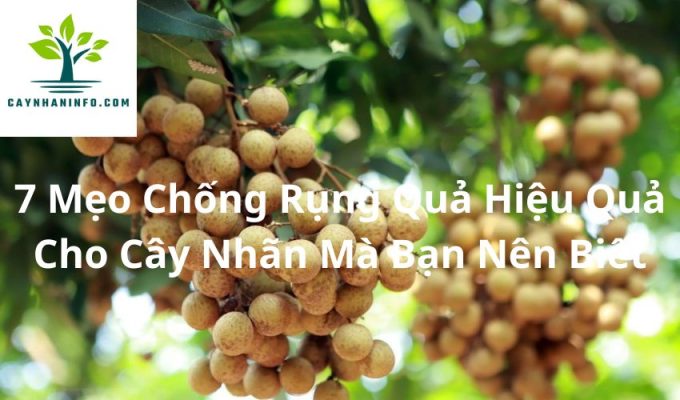 7 Mẹo Chống Rụng Quả Hiệu Quả Cho Cây Nhãn Mà Bạn Nên Biết