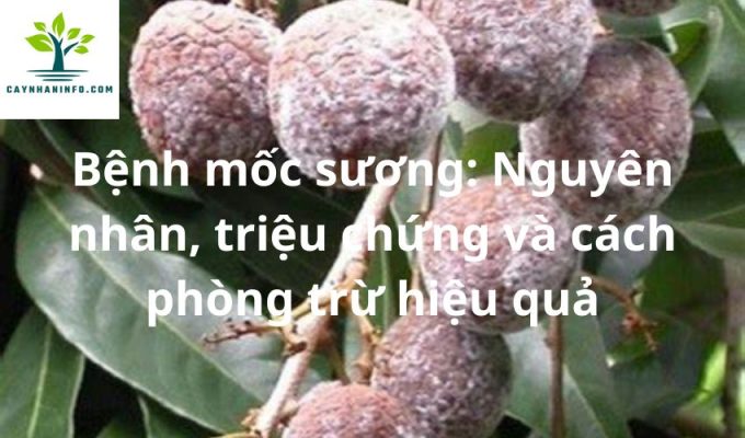 Bệnh mốc sương: Nguyên nhân, triệu chứng và cách phòng trừ hiệu quả