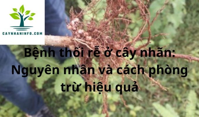 Bệnh thối rễ ở cây nhãn: Nguyên nhân và cách phòng trừ hiệu quả