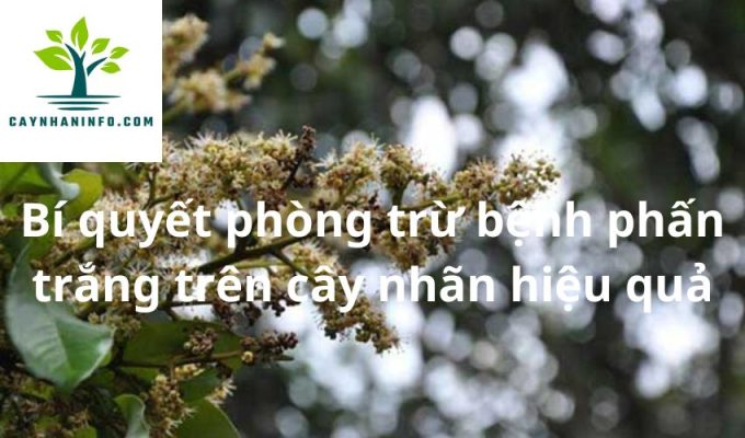 Bí quyết phòng trừ bệnh phấn trắng trên cây nhãn hiệu quả