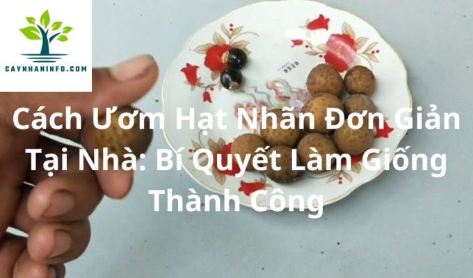 Cách Ươm Hạt Nhãn Đơn Giản Tại Nhà: Bí Quyết Làm Giống Thành Công