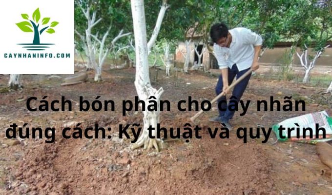 Cách bón phân cho cây nhãn đúng cách: Kỹ thuật và quy trình