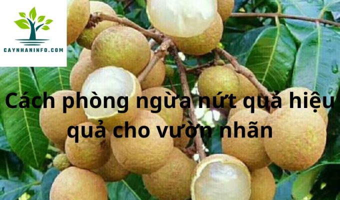 Cách phòng ngừa nứt quả hiệu quả cho vườn nhãn