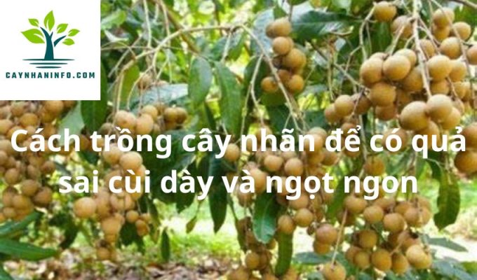 Cách trồng cây nhãn để có quả sai cùi dày và ngọt ngon