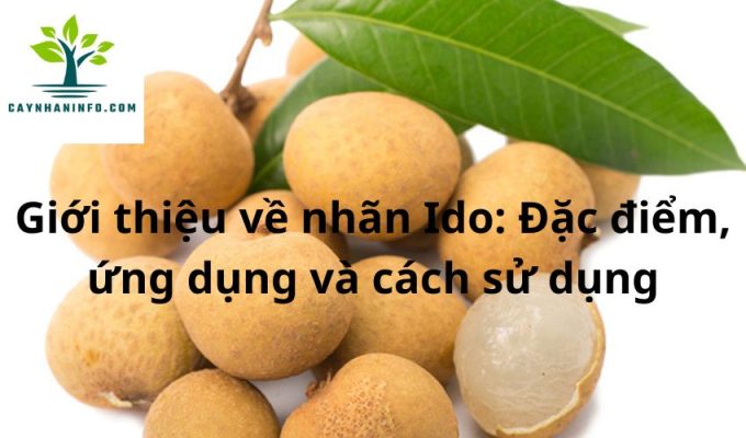 Giới thiệu về nhãn Ido: Đặc điểm, ứng dụng và cách sử dụng