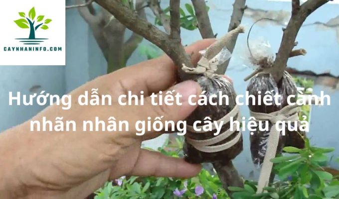 Hướng dẫn chi tiết cách chiết cành nhãn nhân giống cây hiệu quả