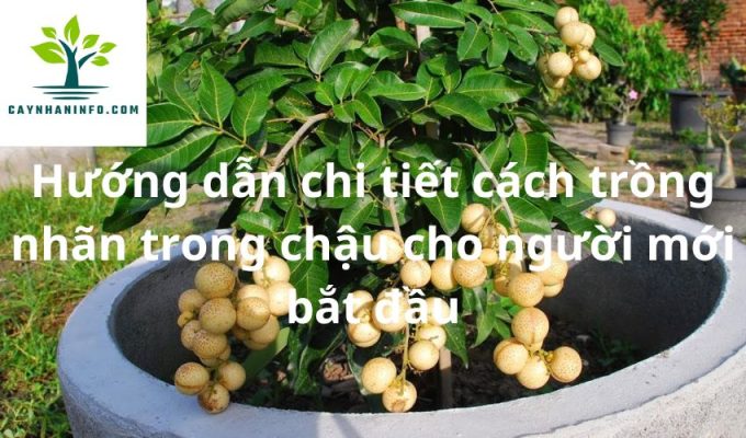 Hướng dẫn chi tiết cách trồng nhãn trong chậu cho người mới bắt đầu