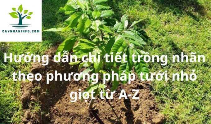 Hướng dẫn chi tiết trồng nhãn theo phương pháp tưới nhỏ giọt từ A-Z