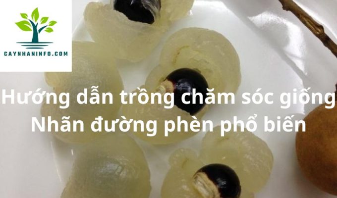 Hướng dẫn trồng chăm sóc giống Nhãn đường phèn phổ biến