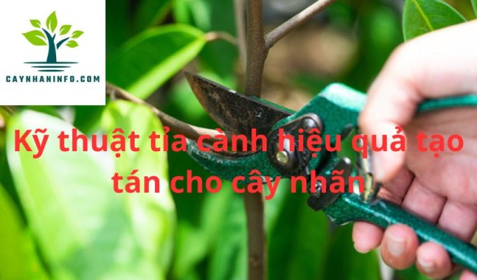 Kỹ thuật tỉa cành hiệu quả tạo tán cho cây nhãn