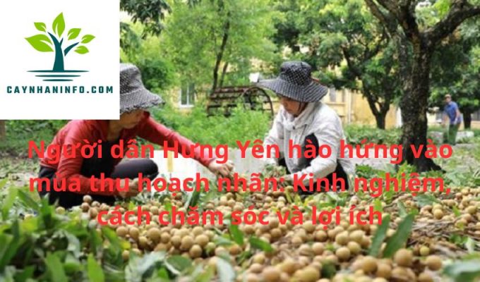 Người dân Hưng Yên hào hứng vào mùa thu hoạch nhãn: Kinh nghiệm, cách chăm sóc và lợi ích