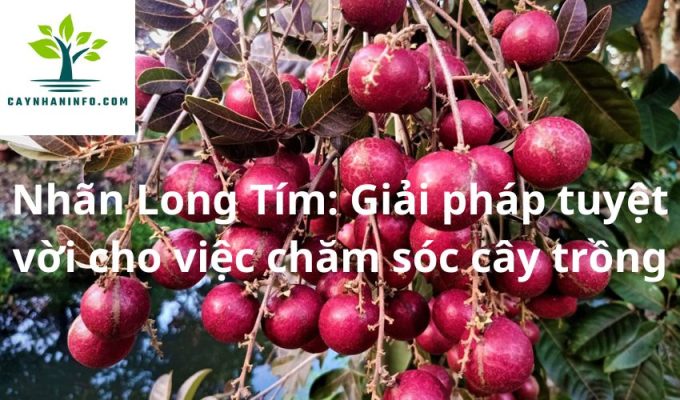 Nhãn Long Tím: Giải pháp tuyệt vời cho việc chăm sóc cây trồng