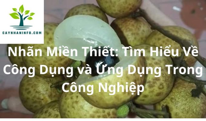 Nhãn Miền Thiết: Tìm Hiểu Về Công Dụng và Ứng Dụng Trong Công Nghiệp