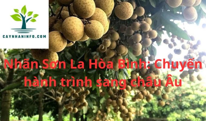 Nhãn Sơn La Hòa Bình: Chuyến hành trình sang châu Âu