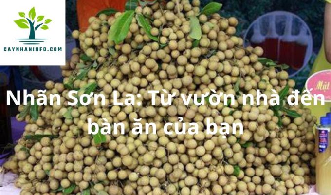 Nhãn Sơn La: Từ vườn nhà đến bàn ăn của bạn