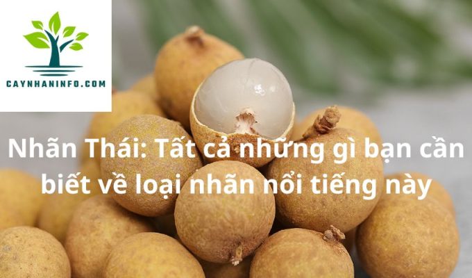 Nhãn Thái: Tất cả những gì bạn cần biết về loại nhãn nổi tiếng này