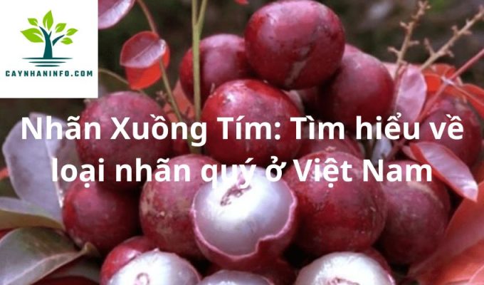 Nhãn Xuồng Tím: Tìm hiểu về loại nhãn quý ở Việt Nam