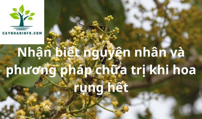 Nhận biết nguyên nhân và phương pháp chữa trị khi hoa rụng hết