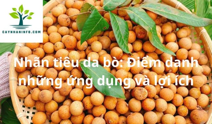 Nhãn tiêu da bò: Điểm danh những ứng dụng và lợi ích