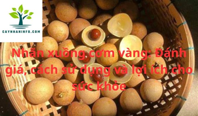 Nhãn xuồng cơm vàng: Đánh giá, cách sử dụng và lợi ích cho sức khỏe