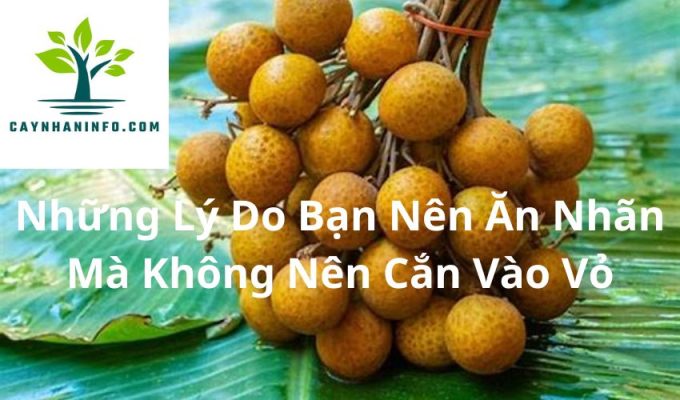 Những Lý Do Bạn Nên Ăn Nhãn Mà Không Nên Cắn Vào Vỏ