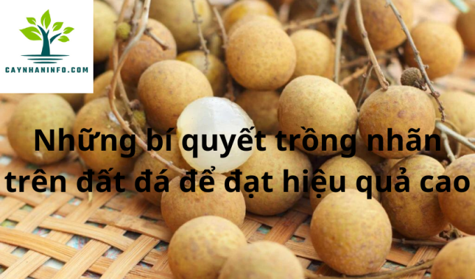 Những bí quyết trồng nhãn trên đất đá để đạt hiệu quả cao