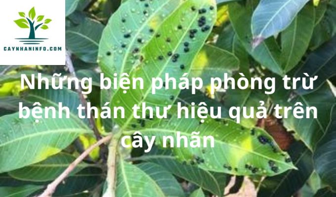 Những biện pháp phòng trừ bệnh thán thư hiệu quả trên cây nhãn