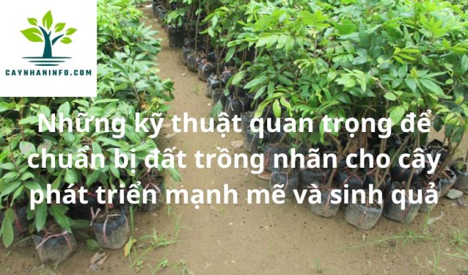 Những kỹ thuật quan trọng để chuẩn bị đất trồng nhãn cho cây phát triển mạnh mẽ và sinh quả