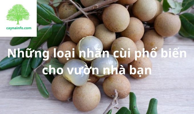 Những loại nhãn cùi phổ biến cho vườn nhà bạn