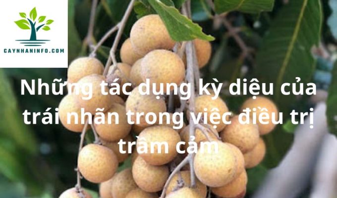 Những tác dụng kỳ diệu của trái nhãn trong việc điều trị trầm cảm