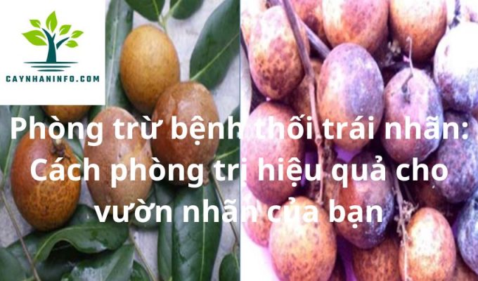 Phòng trừ bệnh thối trái nhãn: Cách phòng trị hiệu quả cho vườn nhãn của bạn