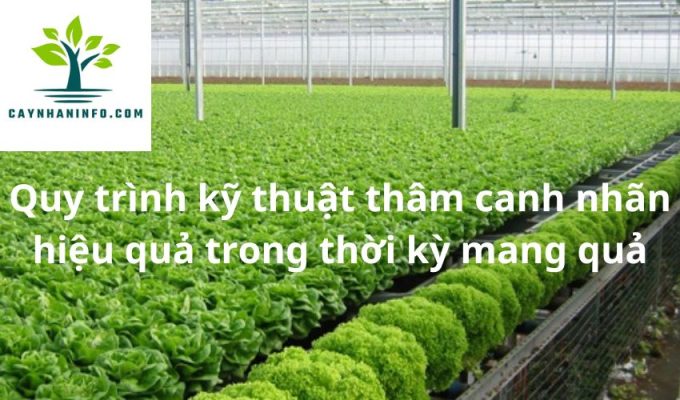 Quy trình kỹ thuật thâm canh nhãn hiệu quả trong thời kỳ mang quả