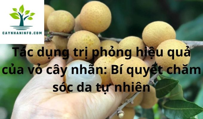 Tác dụng trị phỏng hiệu quả của vỏ cây nhãn: Bí quyết chăm sóc da tự nhiên