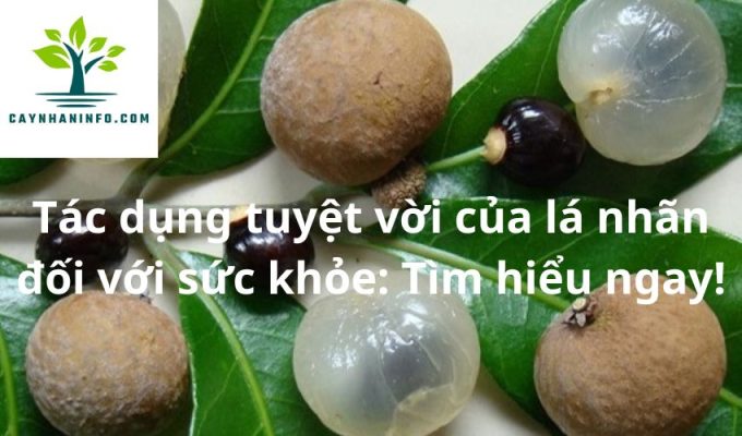 Tác dụng tuyệt vời của lá nhãn đối với sức khỏe: Tìm hiểu ngay!