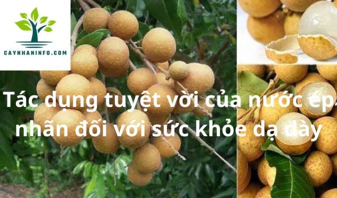 Tác dụng tuyệt vời của nước ép nhãn đối với sức khỏe dạ dày