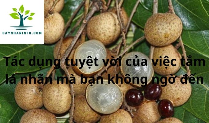 Tác dụng tuyệt vời của việc tắm lá nhãn mà bạn không ngờ đến