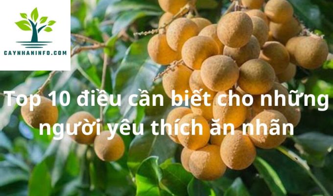 Top 10 điều cần biết cho những người yêu thích ăn nhãn