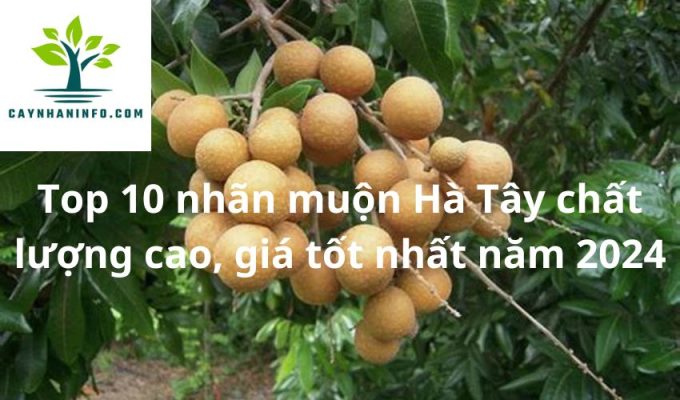 Top 10 nhãn muộn Hà Tây chất lượng cao, giá tốt nhất năm 2024