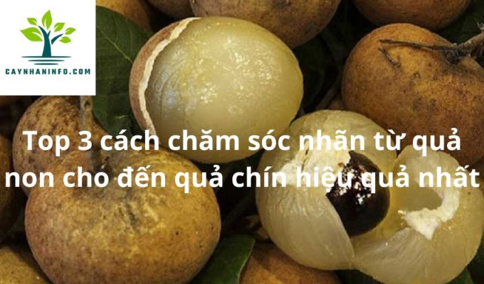 Top 3 cách chăm sóc nhãn từ quả non cho đến quả chín hiệu quả nhất