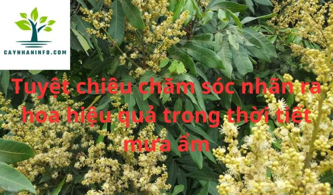 Tuyệt chiêu chăm sóc nhãn ra hoa hiệu quả trong thời tiết mưa ẩm